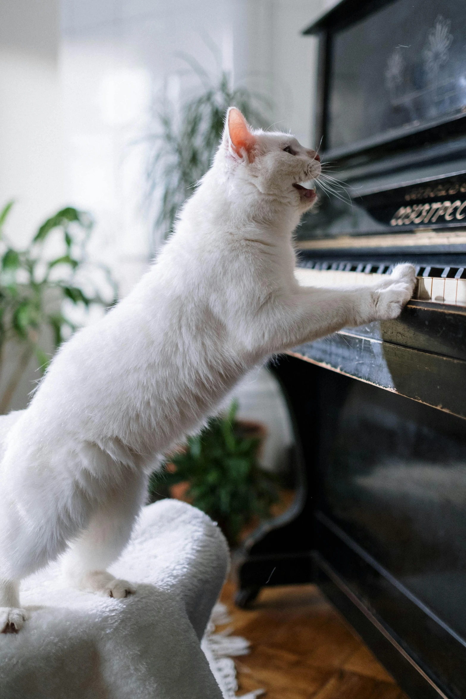 a white cat is playing on a piano, an album cover, unsplash, yawning, 15081959 21121991 01012000 4k, scratching head, premium