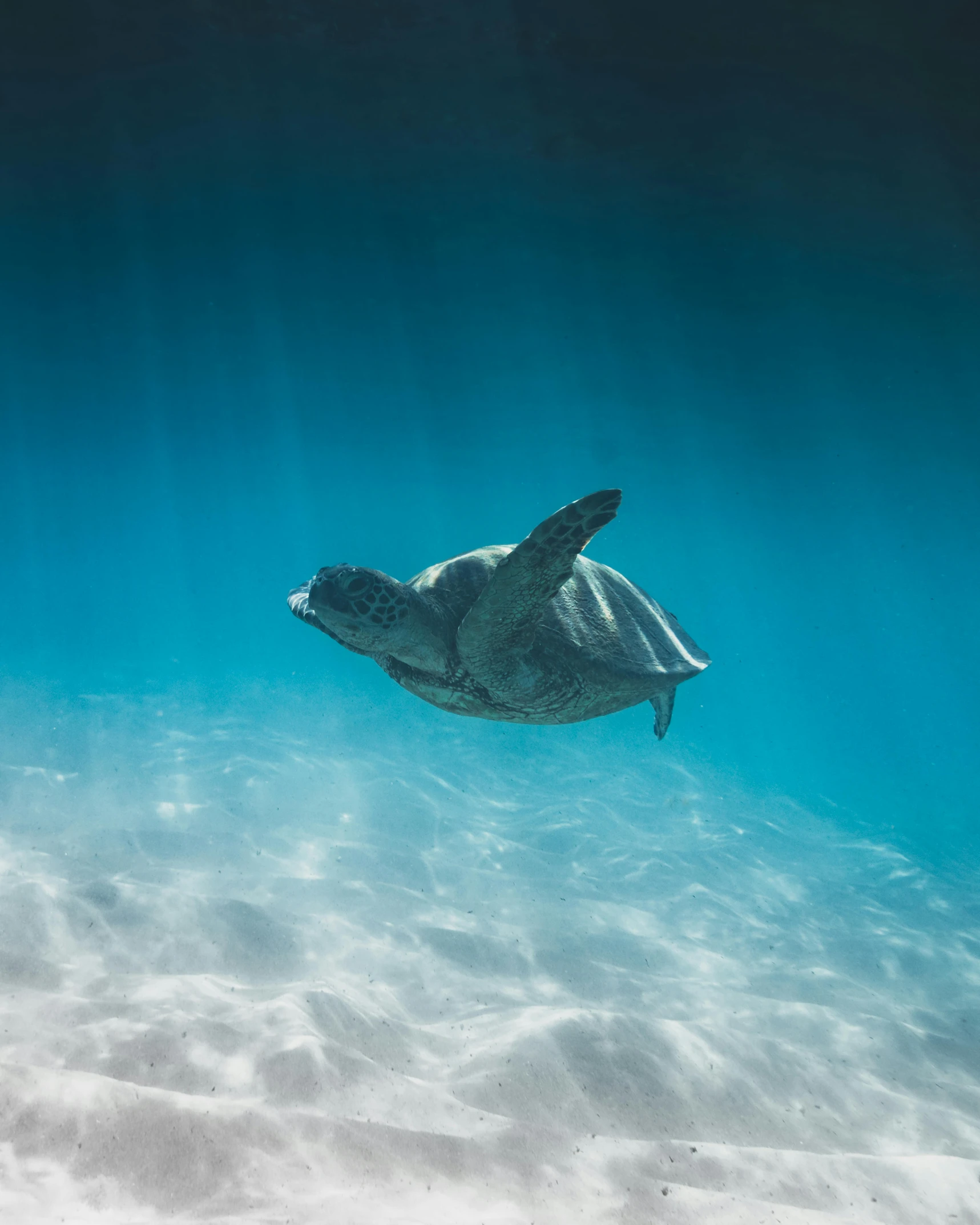 a turtle swimming in the ocean on a sunny day, unsplash contest winner, minimalism, underwater glow, multiple stories, 2000s photo