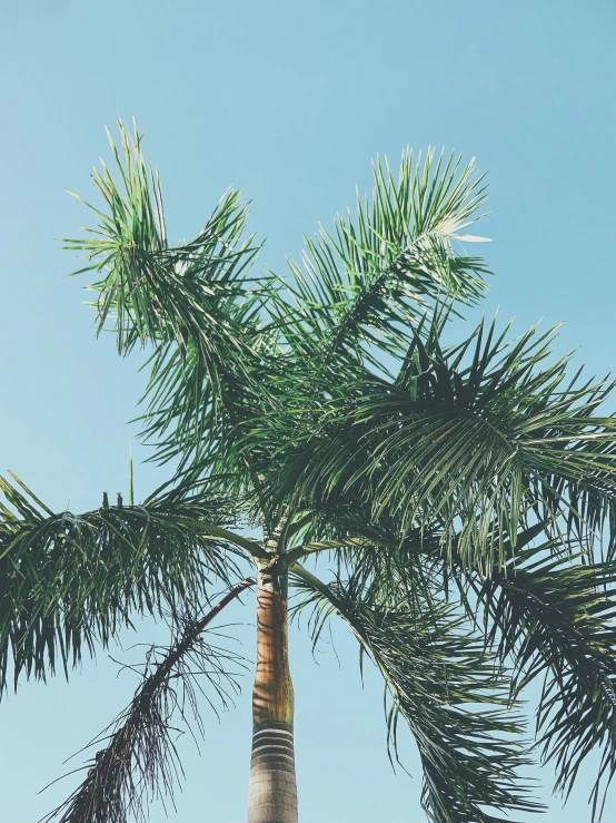 a palm tree with a blue sky in the background, an album cover, trending on unsplash, ((trees)), multiple stories, full frame image, low quality photo