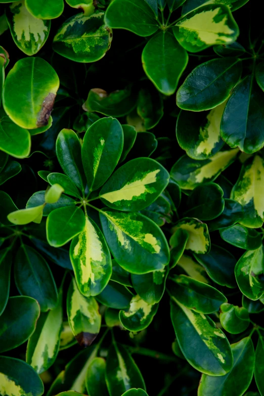 a close up of a plant with green leaves, by Dave Melvin, trending on pexels, shades of gold display naturally, myrtle, full frame image, made of leaves