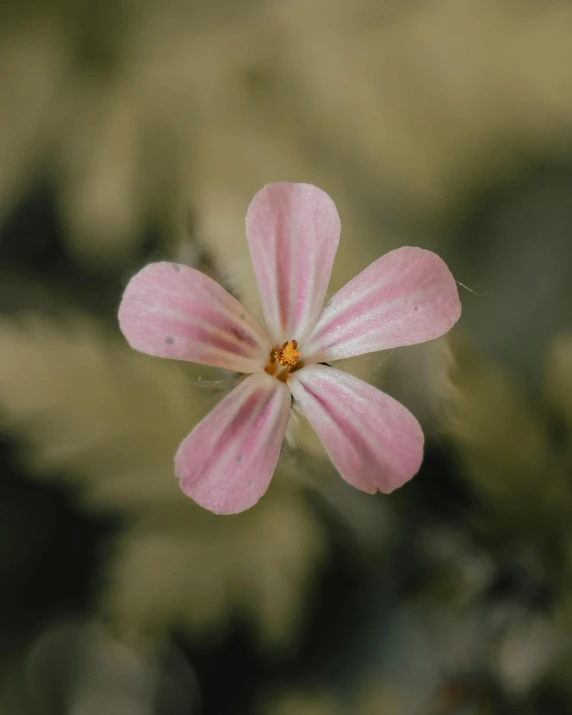 a close up of a pink flower on a plant, unsplash, in muted colours, a high angle shot, low quality photo