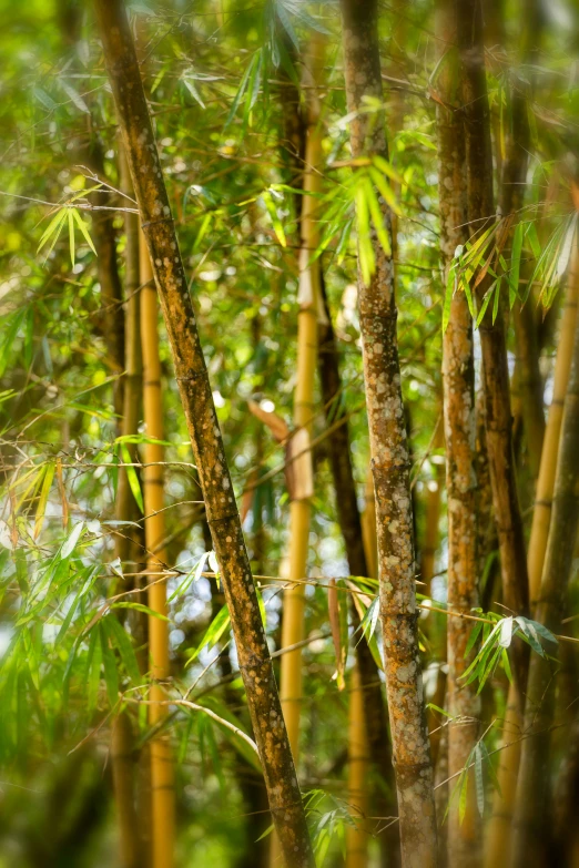 a close up of a bunch of bamboo trees, inspired by Li Di, sumatraism, bokeh. rule of thirds, eyes, f/5.6, assam tea garden setting