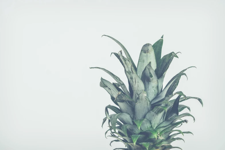 a close up of a pineapple on a table, an album cover, by Adam Marczyński, trending on unsplash, hyperrealism, grey mist, gradient pastel green, background image