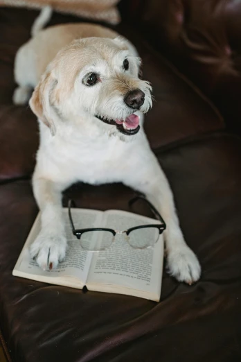 a dog sitting on top of a couch next to a book, white reading glasses, playful smirk, sitting on a lab table, 2019 trending photo