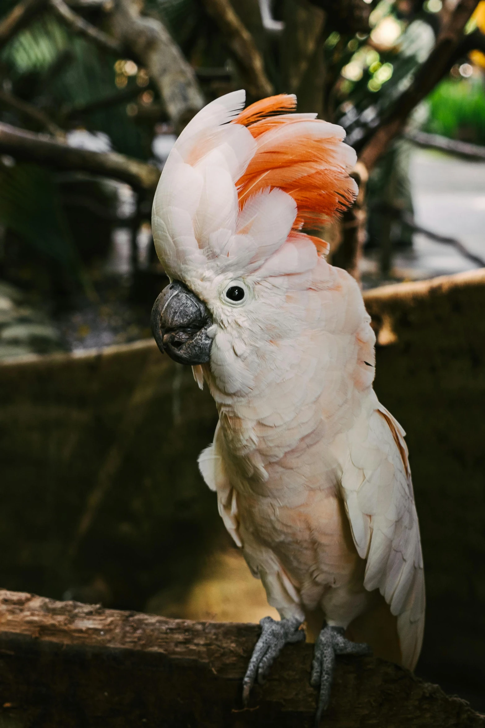 a close up of a bird on a branch, in the zoo exhibit, white and orange, parrot on head, lush surroundings