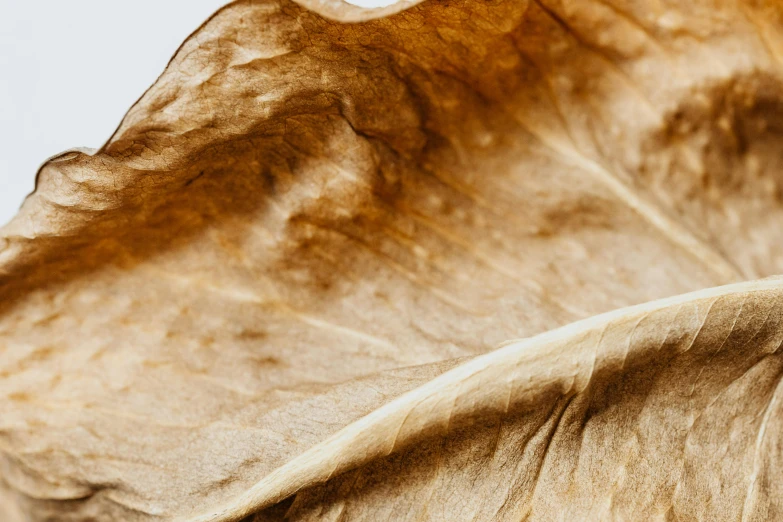 a close up of a leaf on a white surface, by Daniel Lieske, visual art, muted brown, chewing tobacco, close-up product photo, gold silk