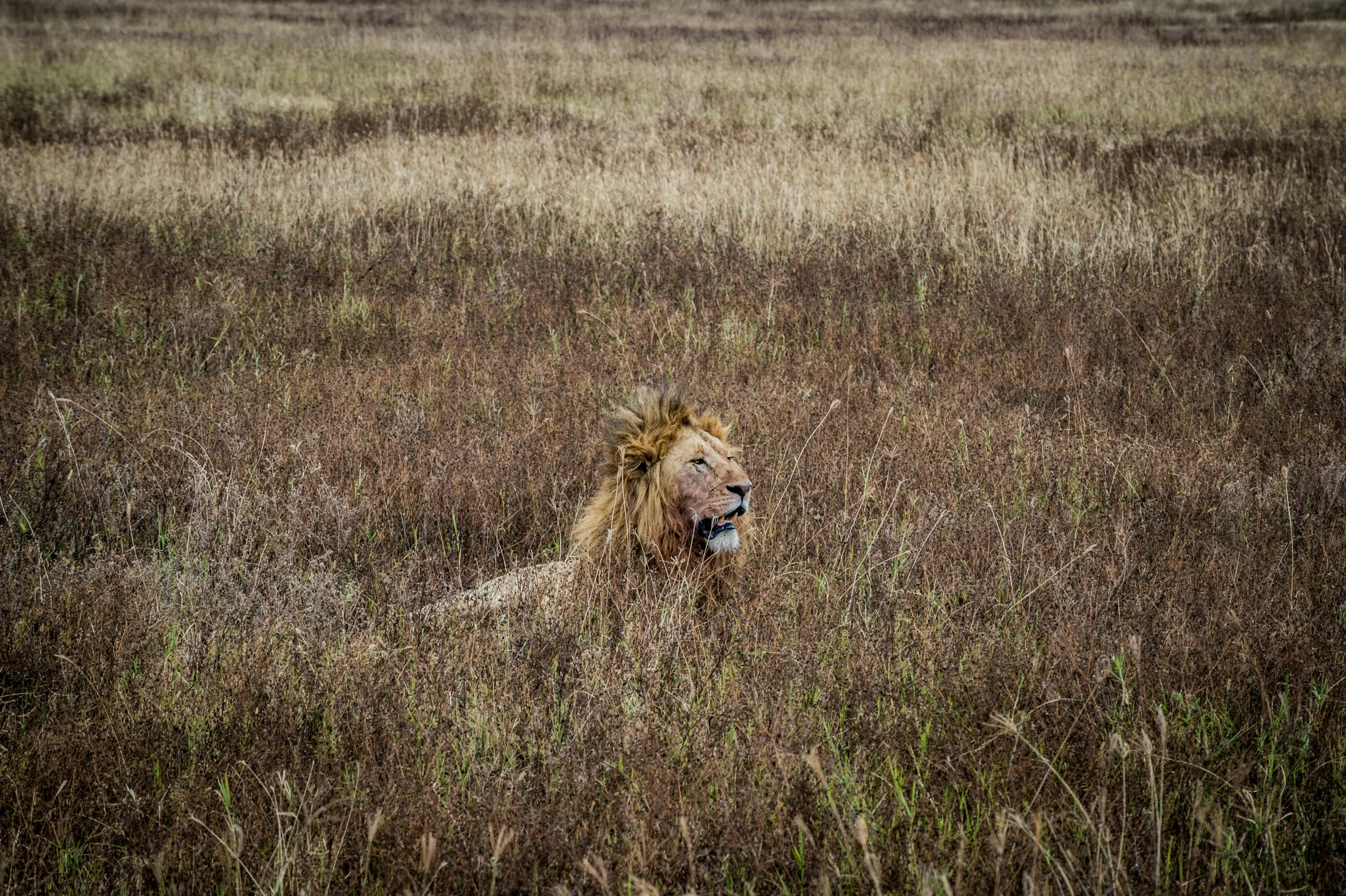 a lion laying in a field of tall grass, by Daniel Lieske, pexels contest winner, very kenyan, slightly pixelated, style steve mccurry, urban surroundings