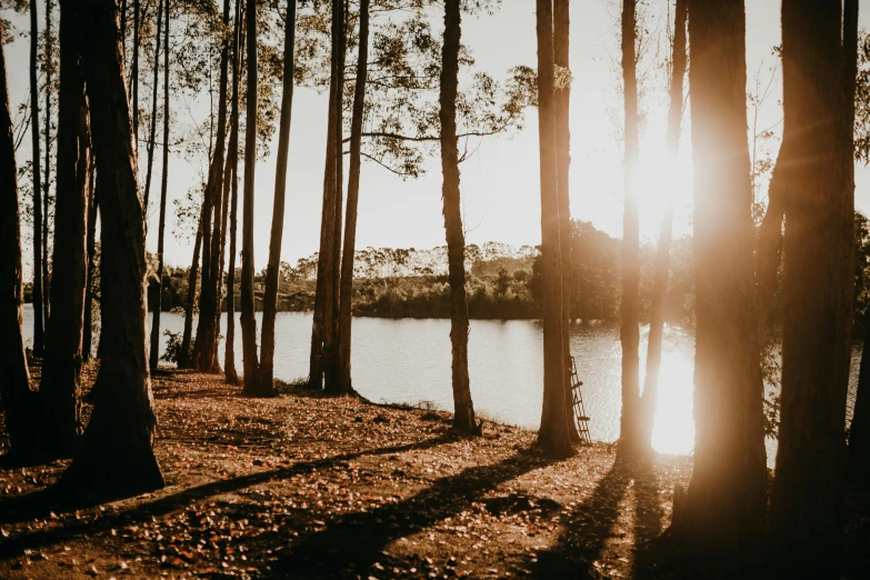 the sun is shining through the trees near the water, a picture, by Lee Loughridge, unsplash contest winner, sydney park, pine forest, panoramic view of girl, golden hour 8k