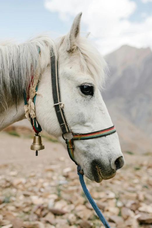 a white horse standing on top of a rocky field, nepal, profile image, close-up photograph, gray haired