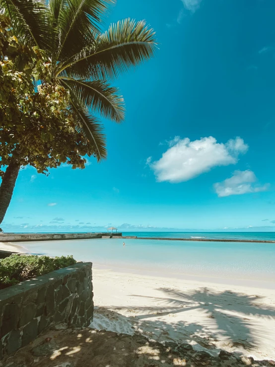 a palm tree sitting on top of a sandy beach, on the ocean