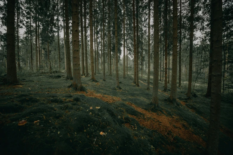 a forest filled with lots of tall trees, an album cover, inspired by Elsa Bleda, unsplash contest winner, swedish countryside, ((trees)), ground level shot, cinematic 4 k wallpaper