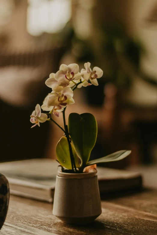 a vase sitting on top of a wooden table, unsplash, moth orchids, beautifully soft lit, tiny details, ceramic pot