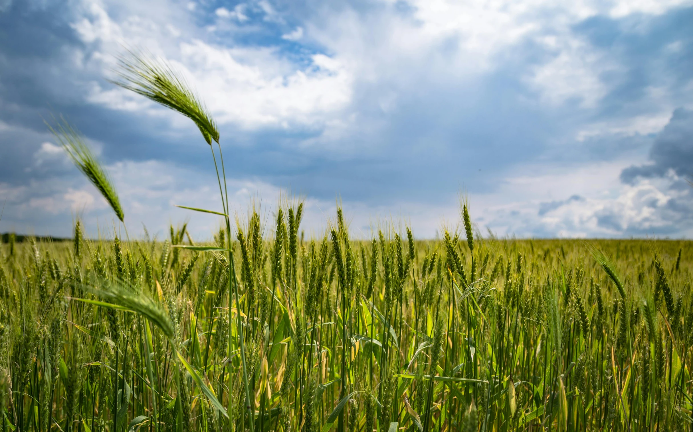 a field of green wheat under a cloudy sky, a portrait, unsplash, malt, multiple stories, trending photo, scientific photo