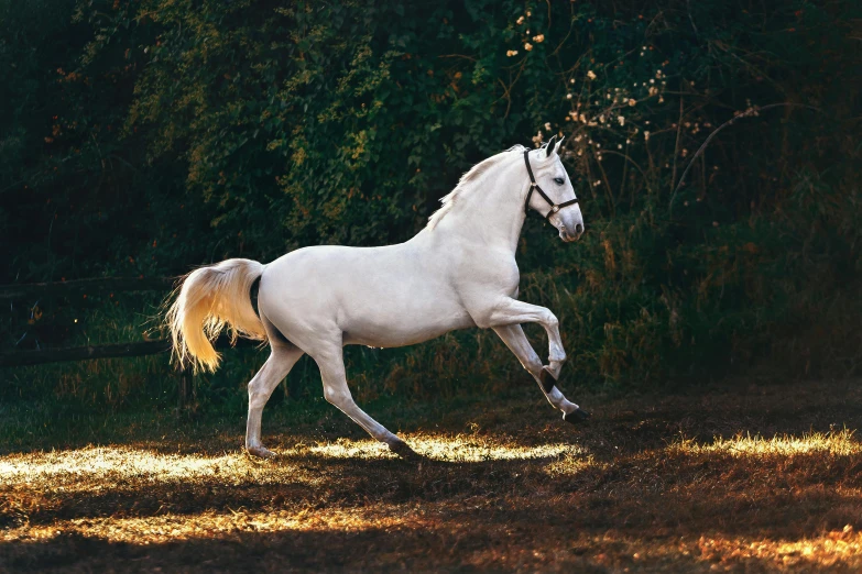 a white horse running in a field with trees in the background, pexels contest winner, arabesque, gleaming silver, 4 k smooth, regency-era, brightly-lit