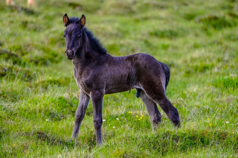 a small black horse standing on top of a lush green field, by Jesper Knudsen, pexels contest winner, renaissance, calf, wild black hair, orkney islands, slide show