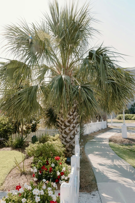 a palm tree sitting on the side of a road, white picket fence, walkway, maritime pine, 5 years old