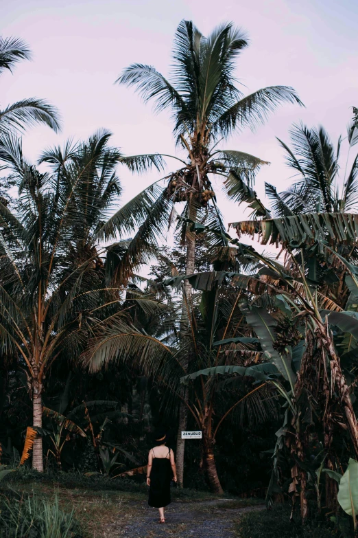 a person walking down a path between palm trees, an album cover, pexels contest winner, sumatraism, panorama view, bali, low quality photo, sitting in a tree