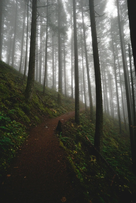 a trail in the woods on a foggy day, unsplash contest winner, 2 5 6 x 2 5 6 pixels, twin peaks, portland oregon, hill with trees