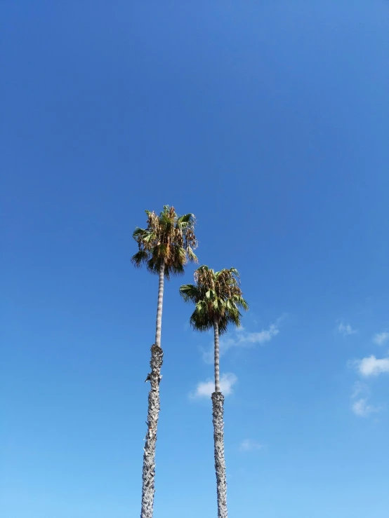 a couple of palm trees sitting on top of a lush green field, an album cover, unsplash, postminimalism, santa monica beach, # nofilter, background image, 3/4 view from below