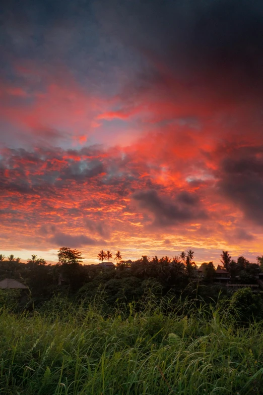 a field full of tall grass with a sunset in the background, by Reuben Tam, reunion island landscape, red cumulonimbus clouds, bali, village