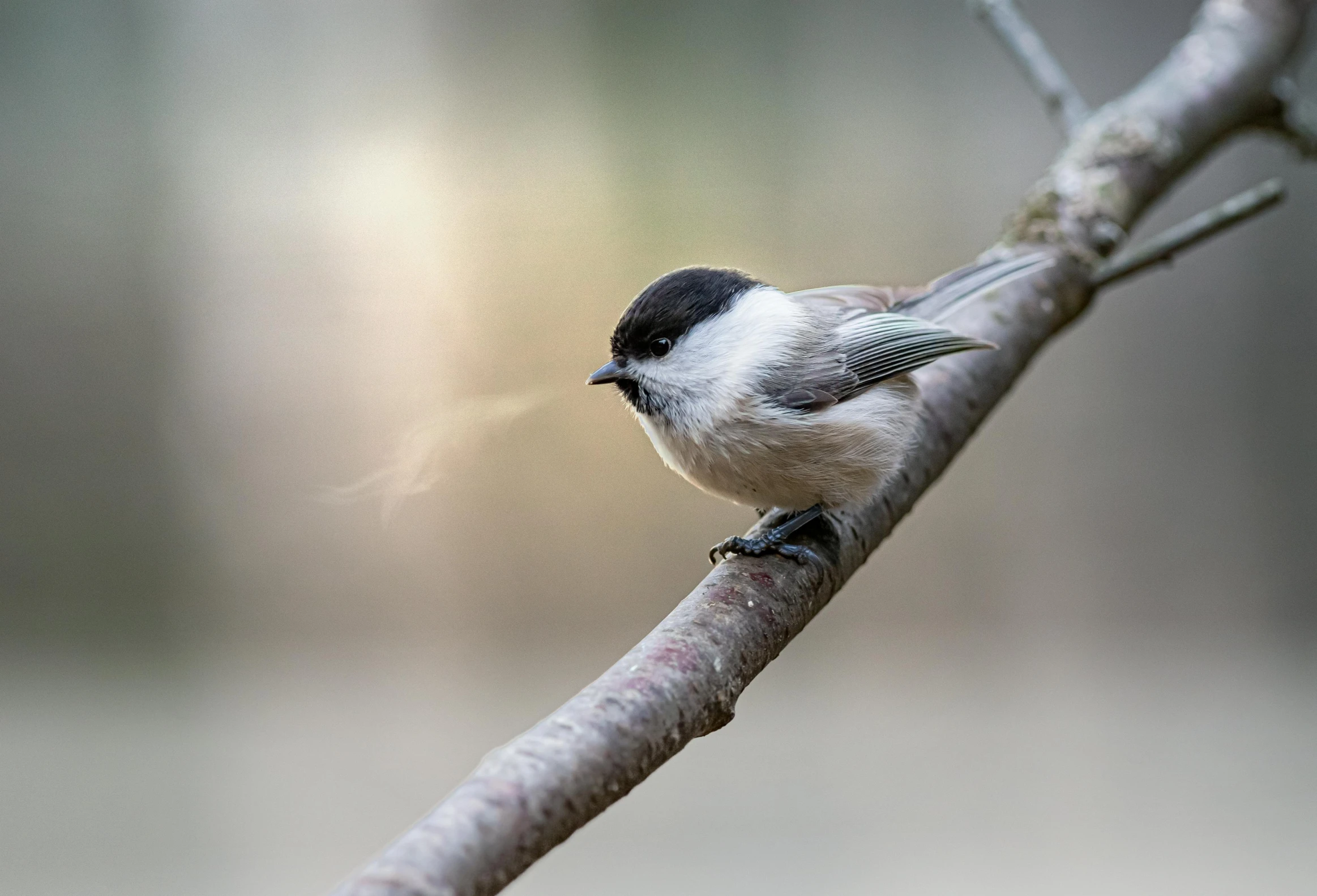 a small bird sitting on top of a tree branch, blowing smoke, small nose, light toned, tiny nose