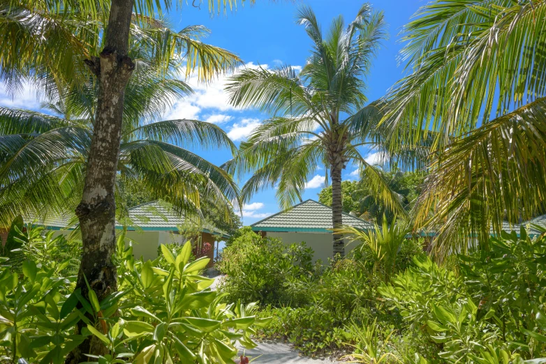 a house surrounded by palm trees on a sunny day, cottages, paradise garden massage, award - winning details, bahamas