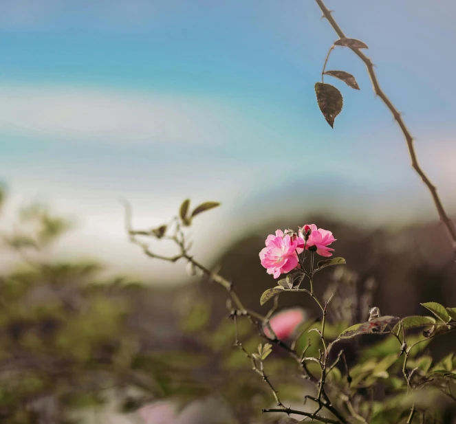 a pink flower sitting on top of a lush green field, inspired by Elsa Bleda, unsplash, rose-brambles, blue and pink bonsai tree, bokeh dof sky, a few roses