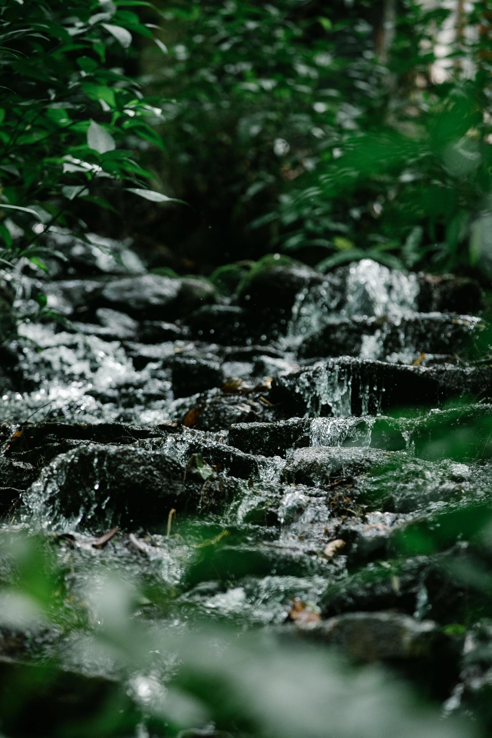 a stream running through a lush green forest, an album cover, inspired by Elsa Bleda, pexels contest winner, wet grass and black stones, jungle environment, water feature, slightly pixelated