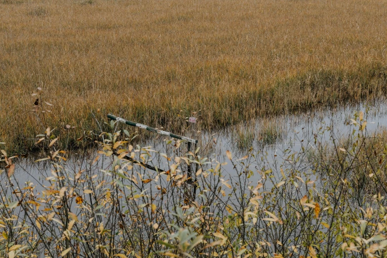 a body of water surrounded by tall grass, by Carey Morris, unsplash, land art, autumn rain turkel, a wooden, in a swamp, photo from the dig site