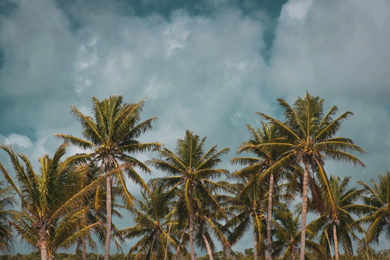 a group of palm trees sitting on top of a lush green field, by Adam Marczyński, pexels contest winner, coconut palms, background image, medium format, on a cloudy day