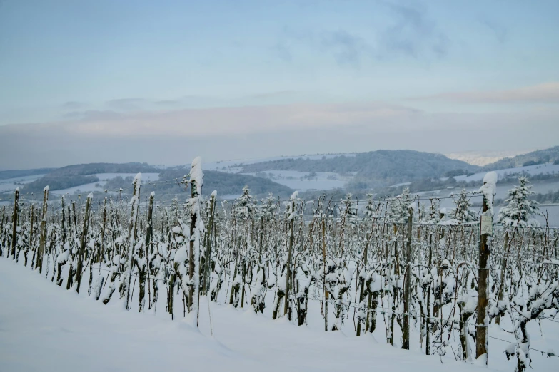 a bunch of trees that are standing in the snow, by Werner Gutzeit, pexels contest winner, wine, panorama distant view, ready to eat, thumbnail