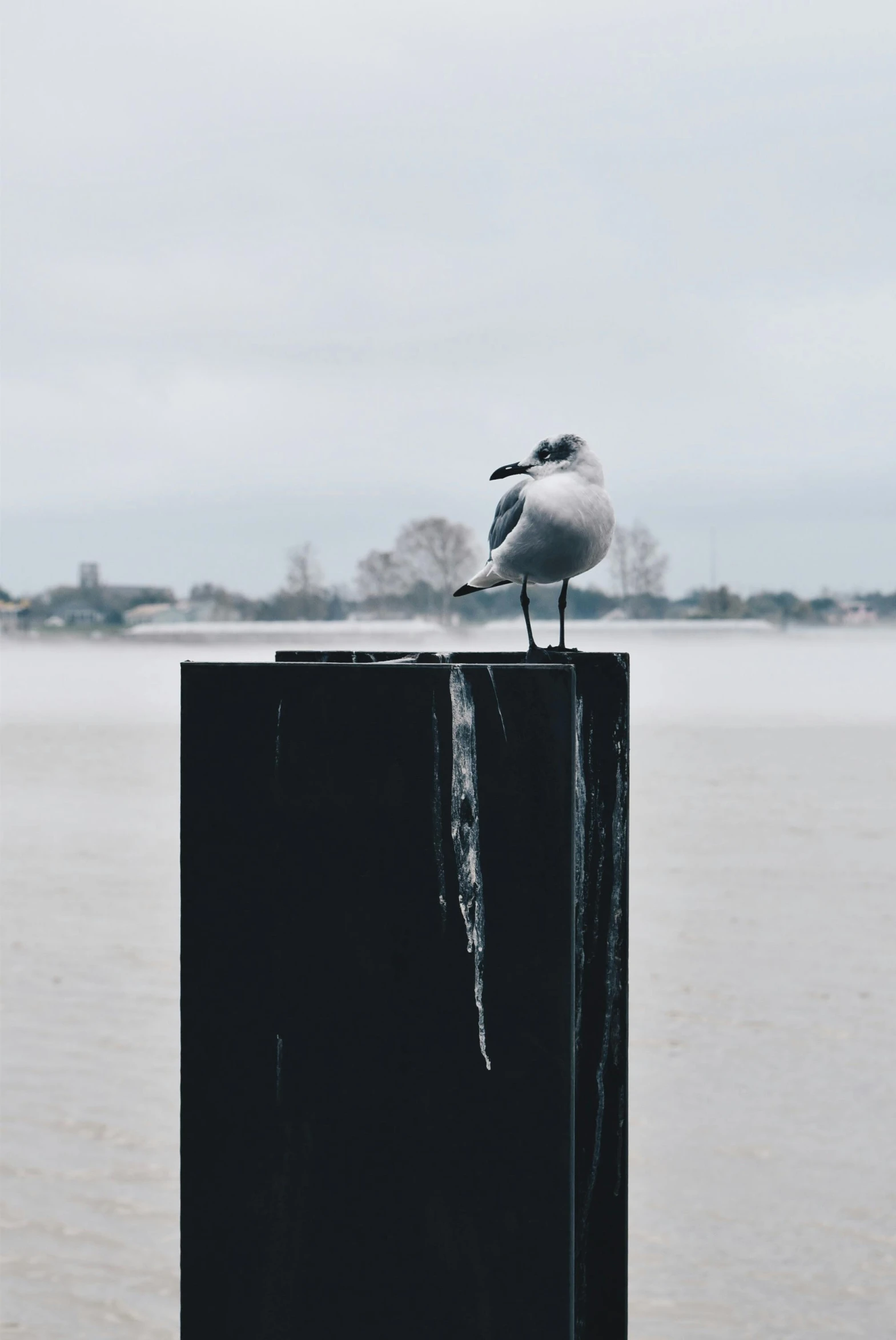 a seagull sitting on top of a wooden post, pexels contest winner, postminimalism, frozen ice statue, trending on vsco, menacing pose, slightly pixelated