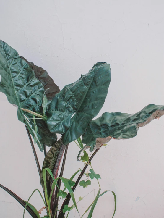 a potted plant sitting on top of a wooden table, an album cover, by Andrée Ruellan, unsplash, renaissance, big leaf bra, deteriorated, raspberry banana color, 165 cm tall