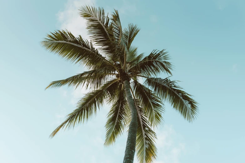 a palm tree with a blue sky in the background, pexels contest winner, 🦩🪐🐞👩🏻🦳, medium format, mid riff, coconuts