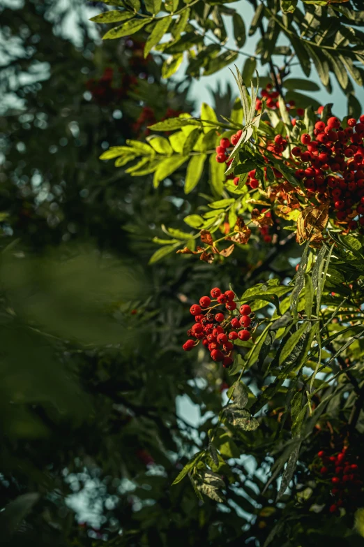 a bunch of berries hanging from a tree, a digital rendering, trending on pexels, hurufiyya, green bright red, evening light, exotic trees, shot on sony a 7 iii