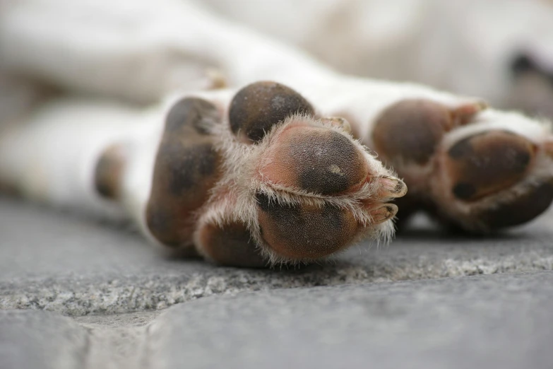 a close up of a dog's paw on the ground, an album cover, unsplash, paul barson, puppies, detailed white, injured