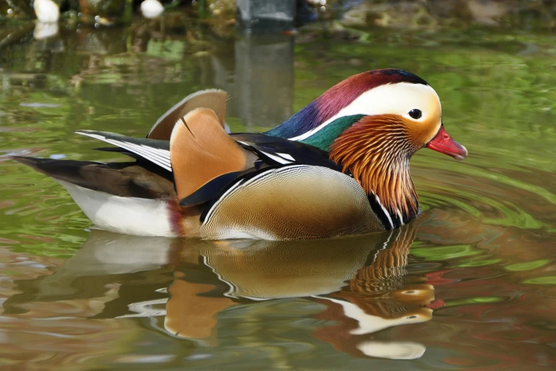 a duck floating on top of a body of water, full of colours, highly polished, endangered, slide show