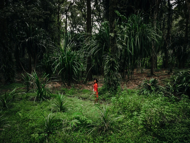 a red fire hydrant sitting in the middle of a lush green forest, by Peter Churcher, unsplash contest winner, sumatraism, girl wears a red dress, cabbage trees, indigenous man, walking into a deep dark florest