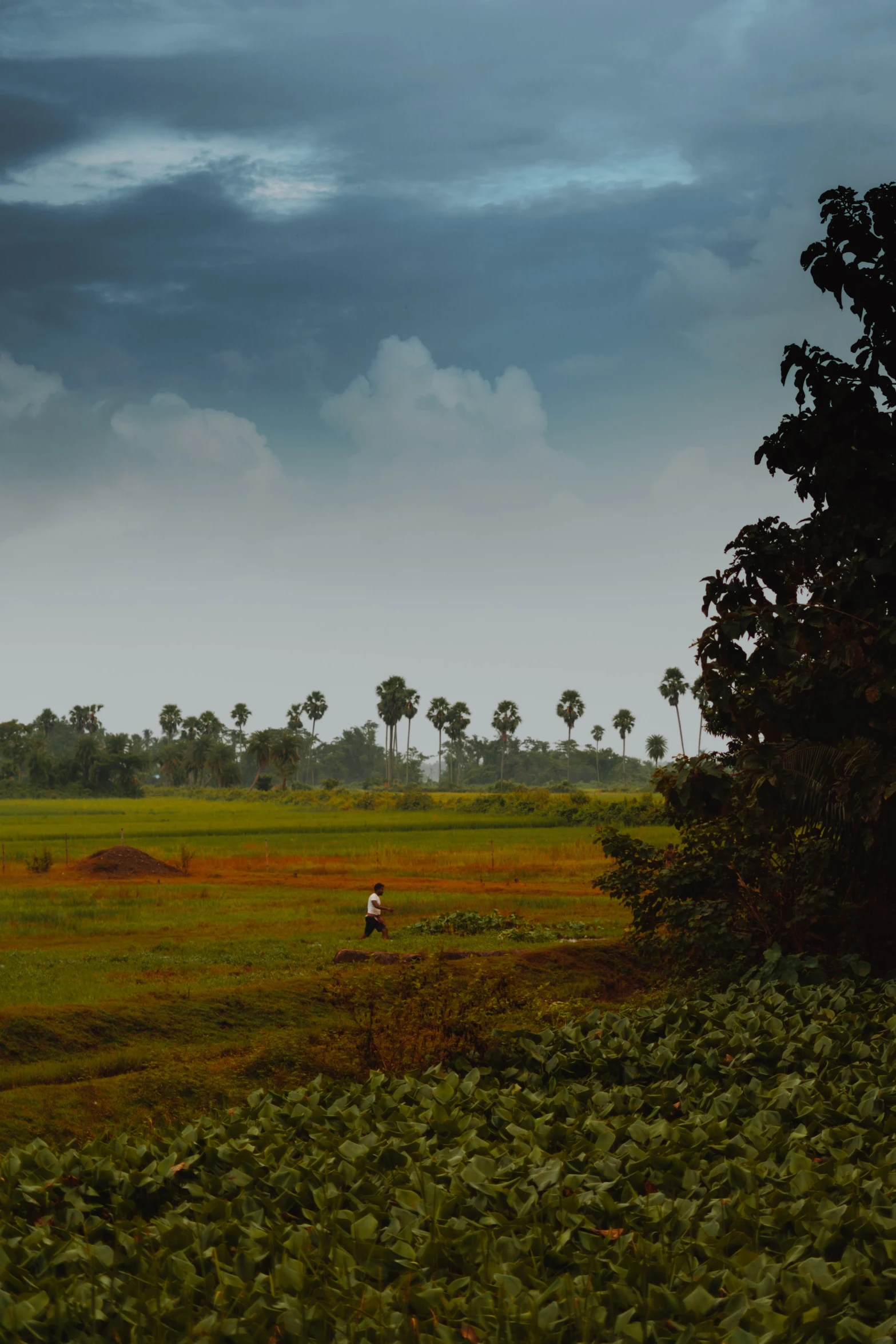 a person riding a horse through a lush green field, a picture, inspired by Steve McCurry, minimalism, kerala village, panoramic view, looking towards the horizon, harvest