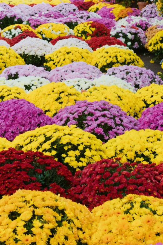 a garden filled with lots of colorful flowers, chrysanthemums, in a row, in fall, over-the-shoulder shot