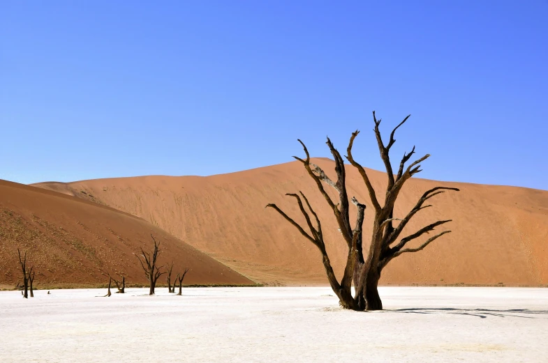 a group of dead trees sitting in the middle of a desert, by Peter Churcher, pexels contest winner, ancient tree, intimidating floating sand, victorian arcs of sand, loin cloth