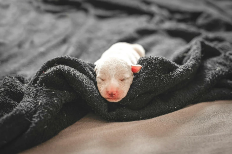 a small white puppy sleeping on top of a black blanket, by Elsa Bleda, pexels contest winner, albino dwarf, white and red color scheme, birth, taken with canon 5d mk4