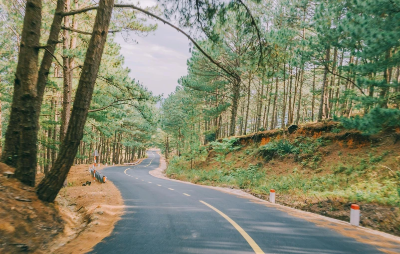 a man riding a motorcycle down a curvy road, a picture, unsplash, arrendajo in avila pinewood, pine tree, cindy avelino, 🚿🗝📝