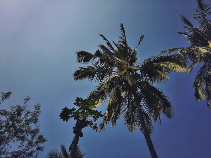 a couple of palm trees standing next to each other, instagram picture, bali, deep blue sky, dimly - lit