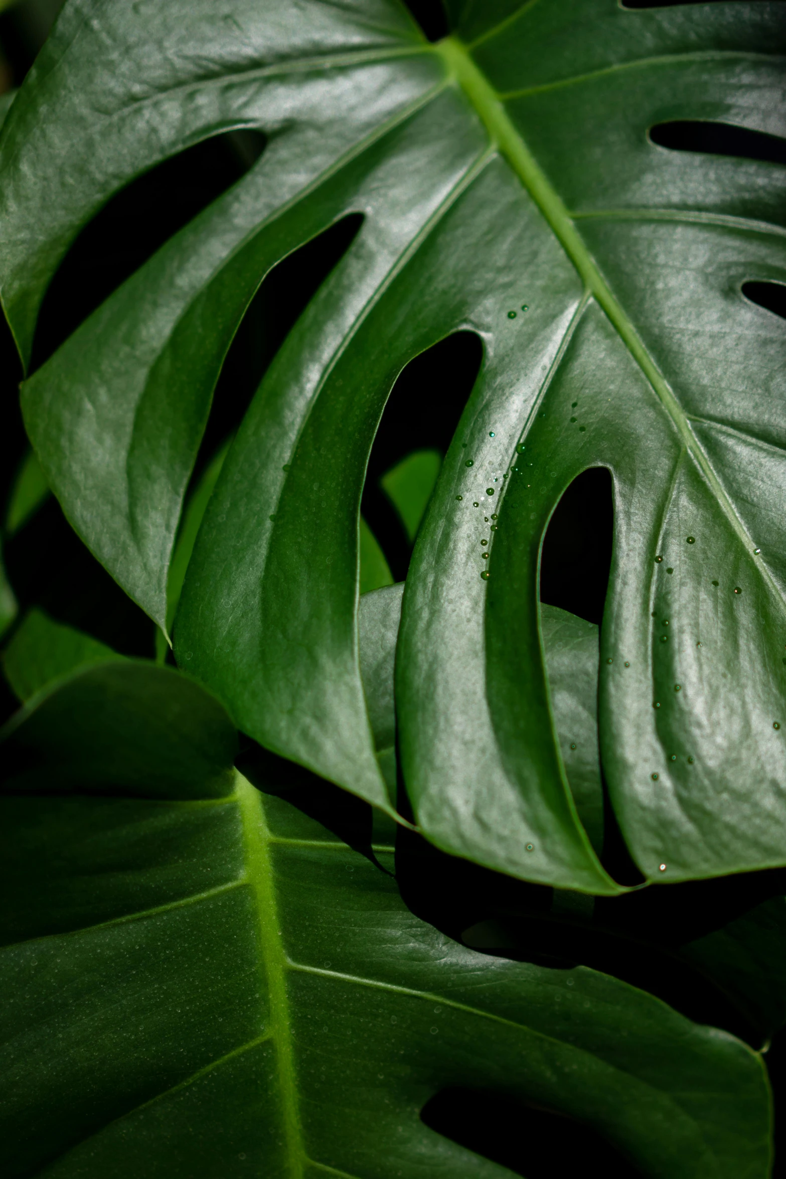 a close up of a leaf of a plant, next to a plant, dark green background, monstera deliciosa, zoomed in