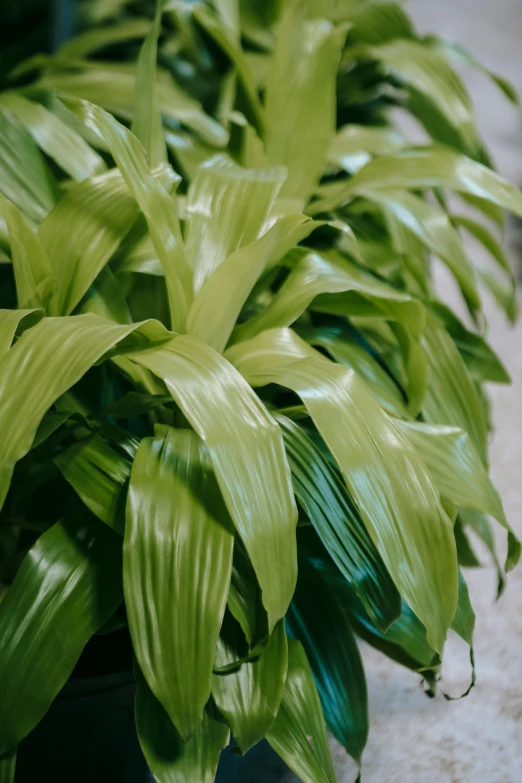 a close up of a plant in a pot, inspired by Luo Ping, shiny crisp finish, corn, lush foliage, fully covered