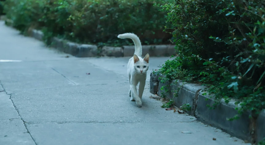 a white and orange cat walking down a sidewalk, an album cover, by Elsa Bleda, pexels contest winner, long tail with horns, white fox, bo xun ling, hunting