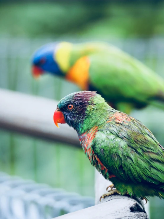 a couple of birds that are sitting on a rail, bright and colourful, up close, lush wildlife, zoomed in