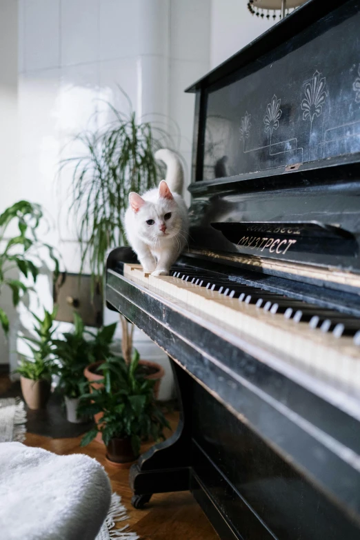 a white cat sitting on top of a piano, an album cover, unsplash, ignant, cutecore, a small, a green