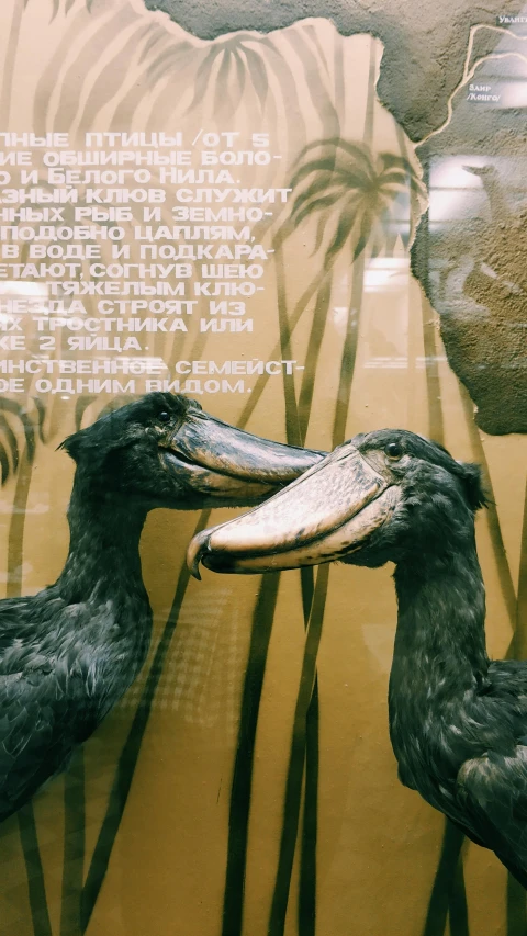 a couple of birds standing next to each other, an album cover, by Béla Kondor, pexels contest winner, on display in a fossil museum, big beak, excited russians, 15081959 21121991 01012000 4k